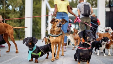 happy dogs with dogwalker