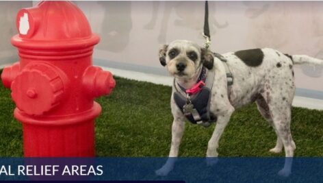 A dog checks out a fire hydrant at a special pet relief area in the Philadelphia International Airport.