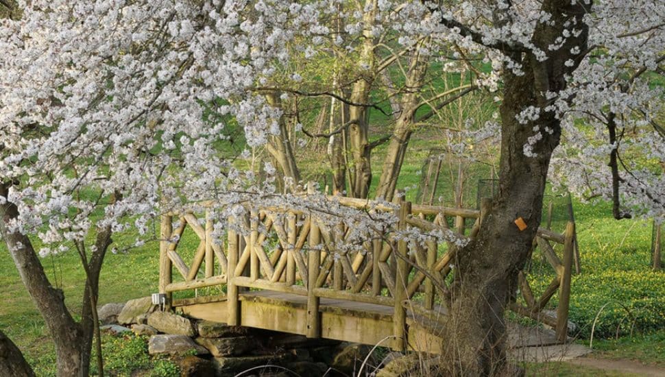 Cherry blossoms at Morris Arboretum, Chestnut Hill.