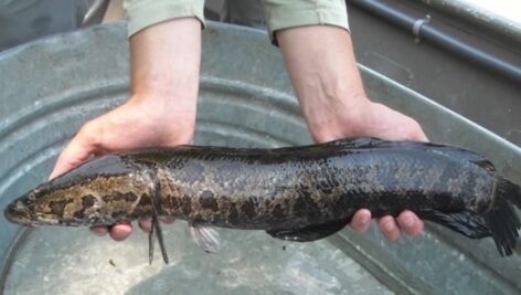 Northern Snakehead