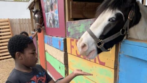 A child feeding a horse