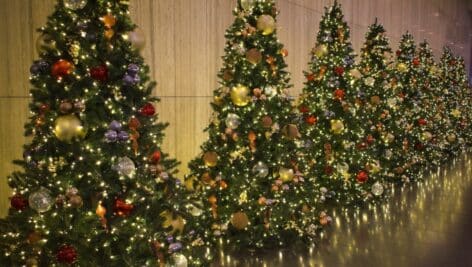 Christmas trees with decorations