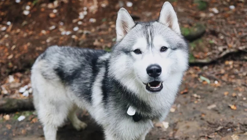 Kobe, a 4-year-old husky.