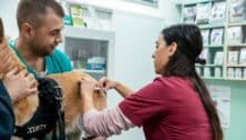 Veterinarian takes blood sample from a dog