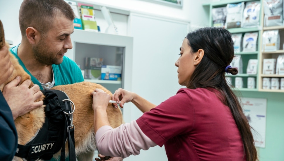 Veterinarian takes blood sample from a dog