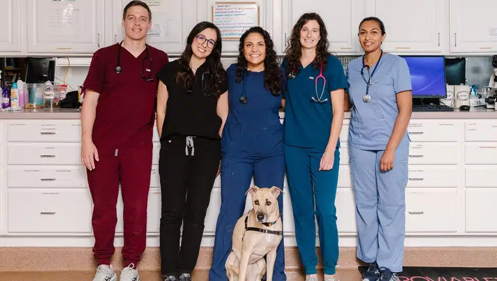 Veterinarians with a dog
