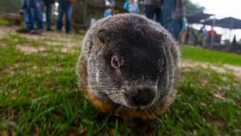 a groundhog who is a close relative of Punxsutawney Phil Groundhog