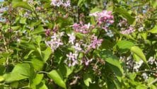 Lilacs in bloom at Greensgrow Gardens