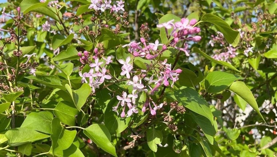 Lilacs in bloom at Greensgrow Gardens