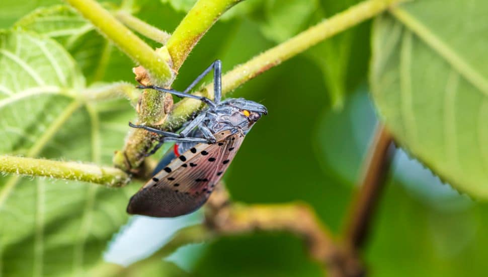 Send in the Birds: Eliminating Pennsylvania’s Spotted Lanternflies Through Avian Assistance