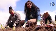 Females gardening.