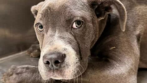 Minerva the puppy, a Cane Corso dog.