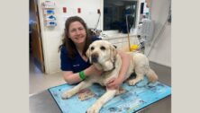 Image of Dawn Colket, a Veterinary Nursing alumna working at Hickory Veterinary Hospital since January 1994, with a dog at the vet.