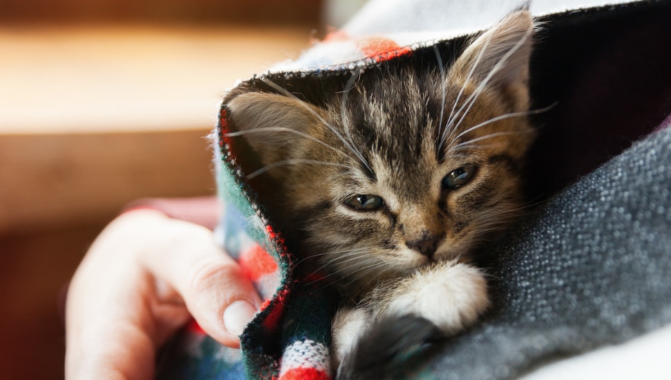 A cat in the arms of a person.