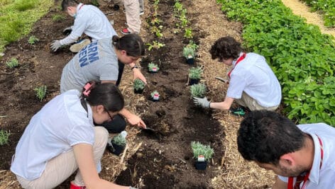 Kids working in agriculture.