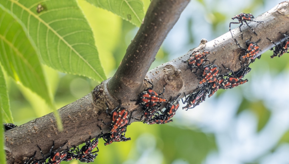 Spotted Lanternflies Have Great Hitchhiking Abilities, Making It Harder to Slow Invasive Pest Down