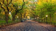 New York City's Central Park during the fall.