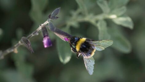 bee in flower