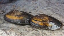 Closeup of freshwater mussels on dry land.