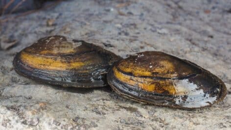 Closeup of freshwater mussels on dry land.