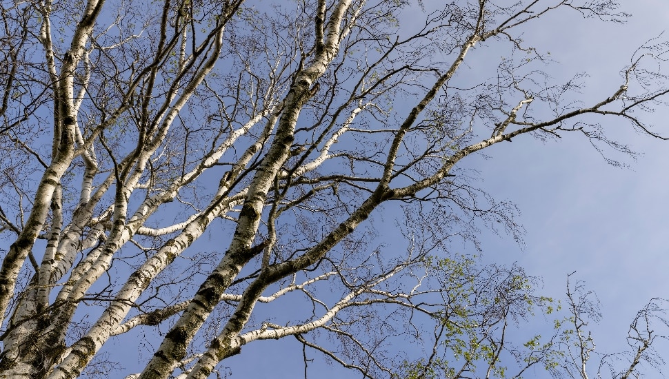 Dry, leafless trees during a record drought.