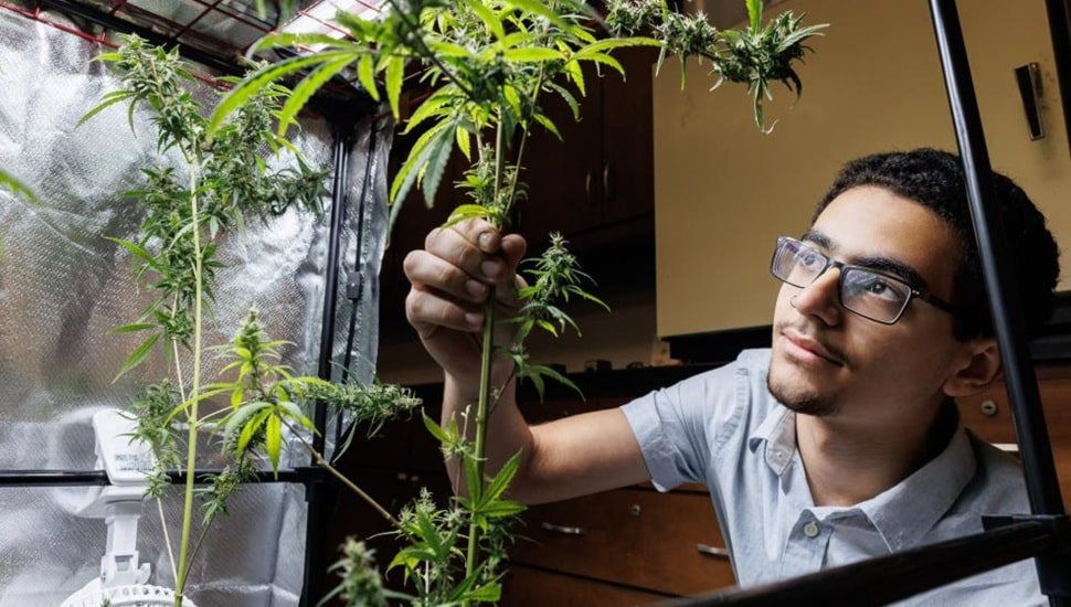 College student studying cannabis.