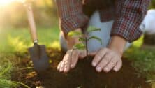 Woman planting a tree in garden.