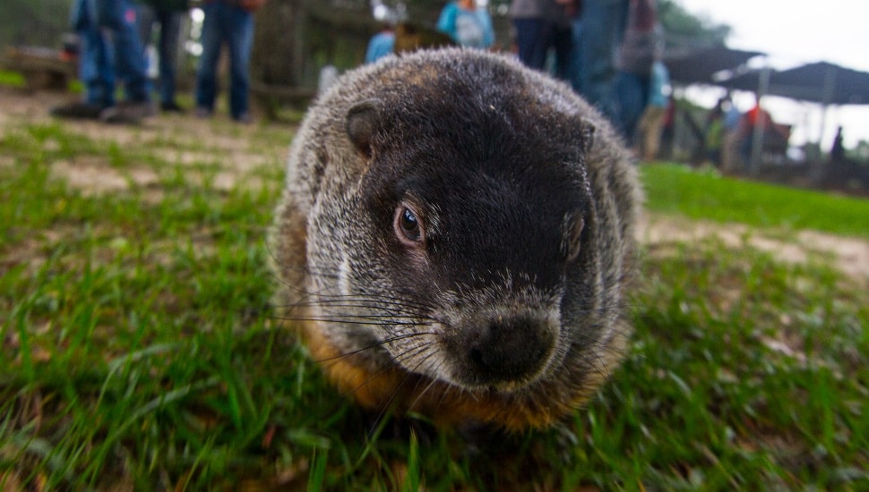 Groundhod-sitting-in-the-grass