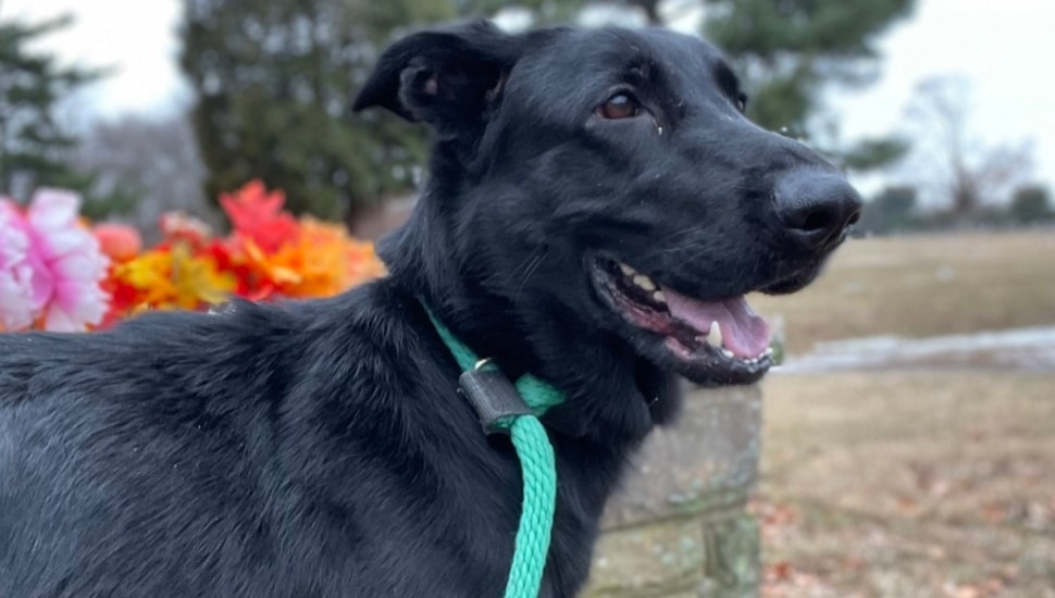 Midnight, the dog.