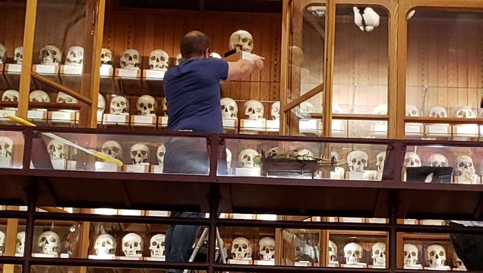 Man tending to skulls exhibit inside the Mutter Museum.