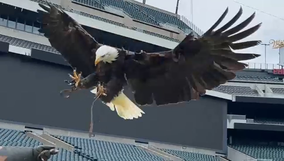 Lincoln the Eagle flying about.
