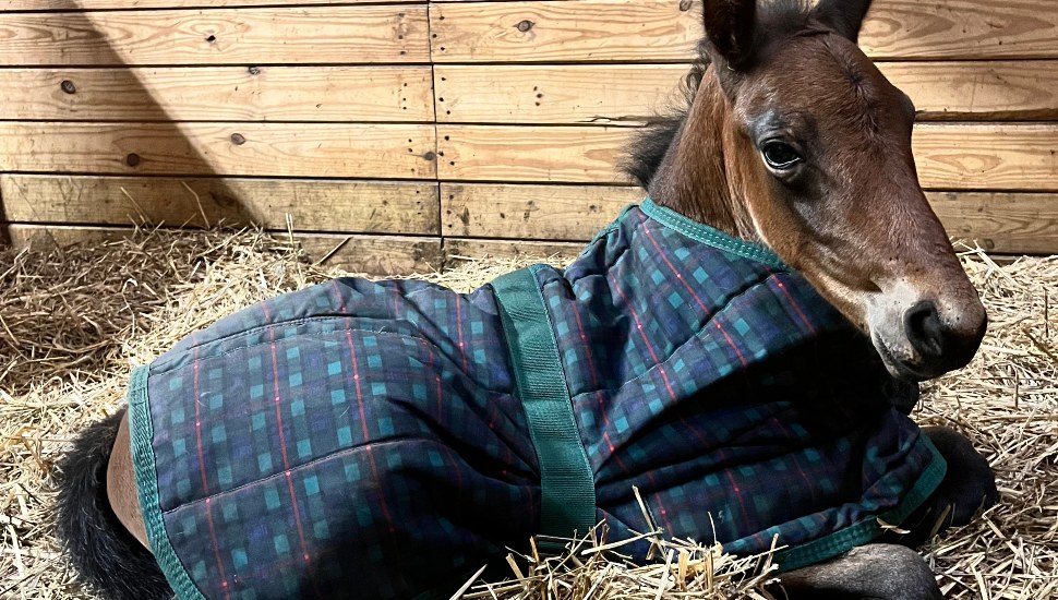 Foal sits in hay in a barn.