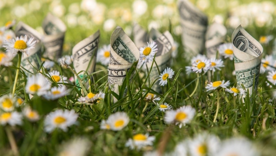 Dollar bills planted with chamomile/daisy on green grass background.