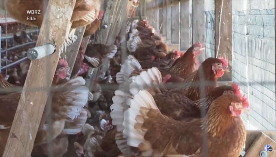 Several chickens in a coop.