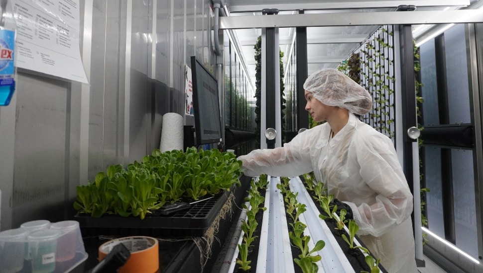 A farm worker grows produce in an indoor farm.