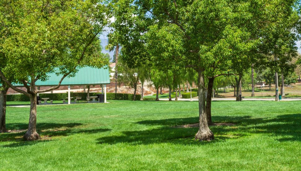 Surburban park with green trees, grass, and clear blue sky
