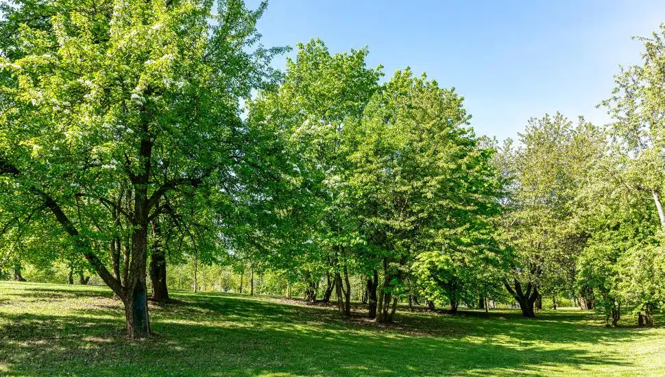 Washington Post: Philadelphia Has An Uneven Tree Distribution