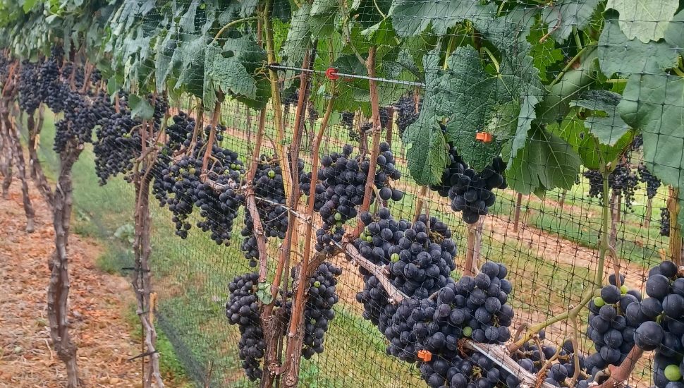 How New Ownership Has Transformed Chaddsford Winery