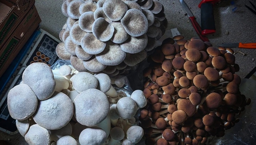 Mycopolitan mushrooms.