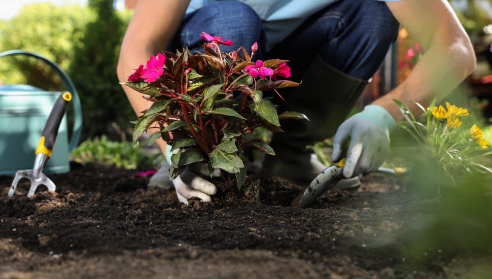 Person plants flower in garden dirt.