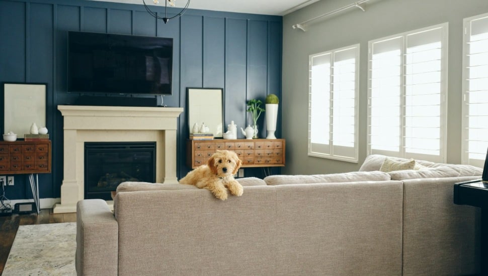 A dog looking over the back of a couch directly at the camera.