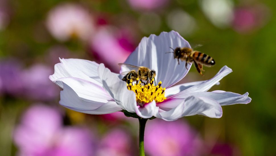 Bees on a flower in a pollinator garden.