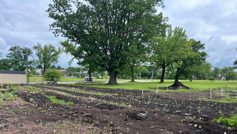 Trees and dirt.