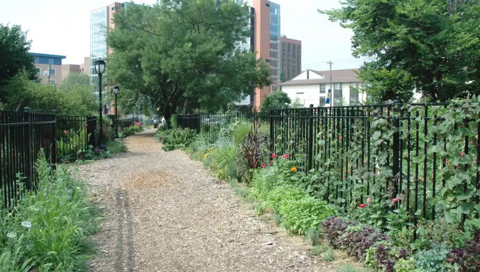 Summer Winter Community Garden.