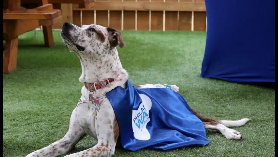 A dog looking upward and wearing a Philadelphia Water Department cape.