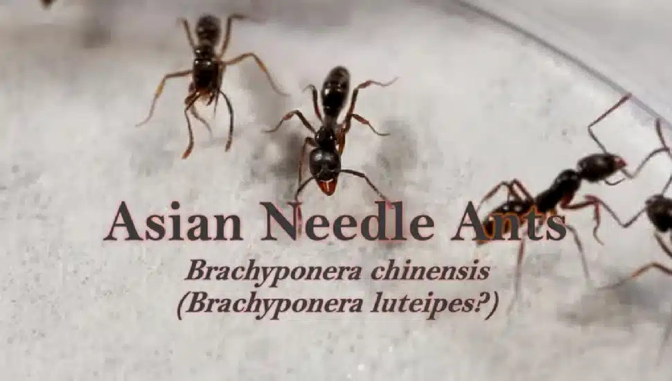 Asian needle ants.