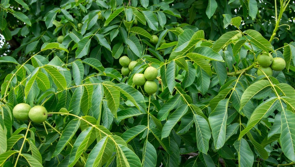 green walnut trees