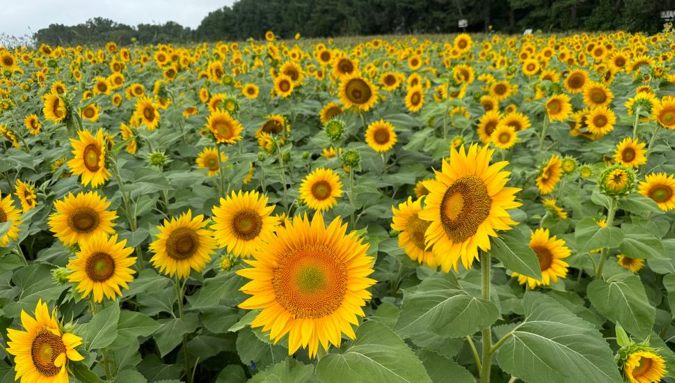 Celebrate Summer with a Sunflower Festival at Linvilla Orchards