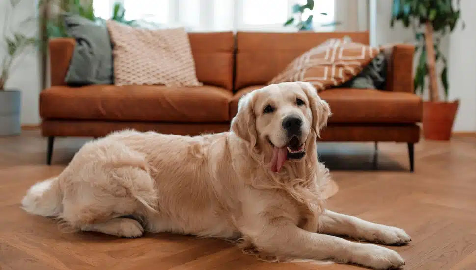 What Are the Most Popular Dog Breeds in Pennsylvania?