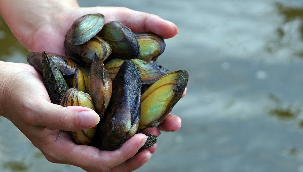Freshwater pearl mussels in the hands of an individual.
